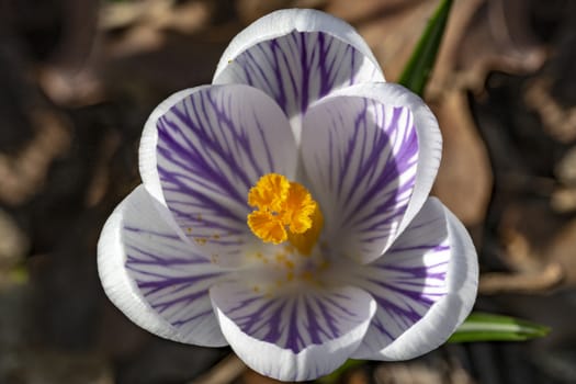 Close up of white purple crocus flower blooming at the early spring against brown dried last year fallen leafs and waiting for bees