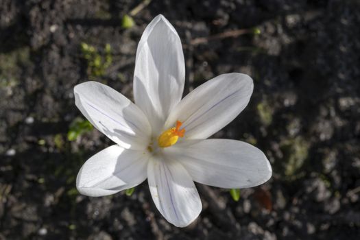 Closeup of a white crocus flower against a blur soil color background