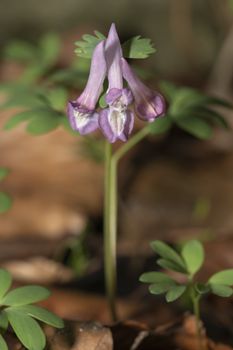 Little purple  Corydalis solida flowers growing at late warm winter