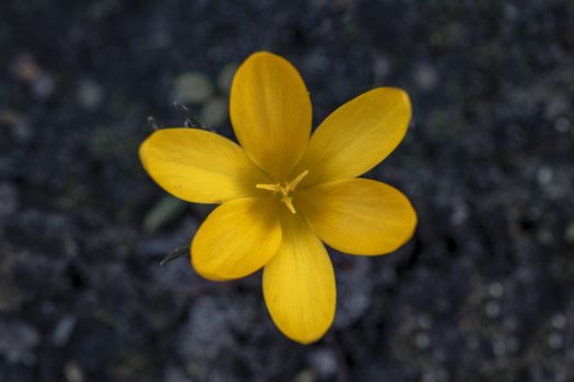 Closeup of a yellow and golden crocus flower against a dark soil background