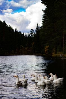 Ducks in a forest pond.