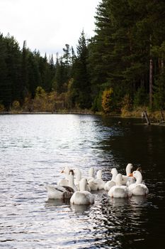 Ducks in a forest pond.