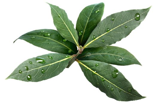 Sweet bay (laurel, Laurus nobilis,Grecian laurel) fresh leaves covered with water drops. Infinite depth of field, clipping path