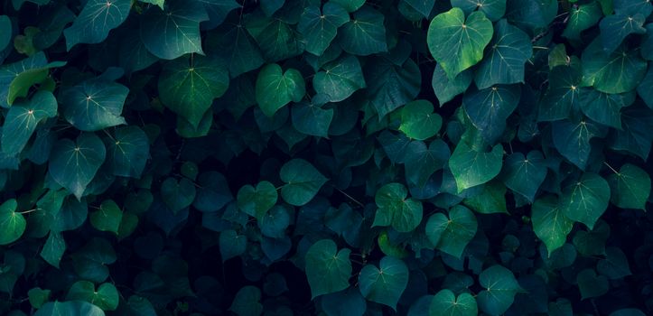 tropical leaves colorful flower on dark tropical foliage nature background dark green foliage nature