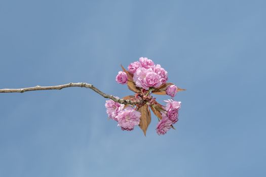 Young pink Sakura blossom blooming at the end of a branch against a pur blue sky in the spring season