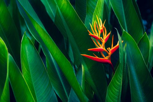 tropical leaves colorful flower on dark tropical foliage nature background dark green foliage nature