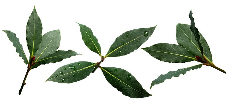 Set of sweet bay (laurel, Laurus nobilis,Grecian laurel) fresh leaves. Infinite depth of field, clipping paths