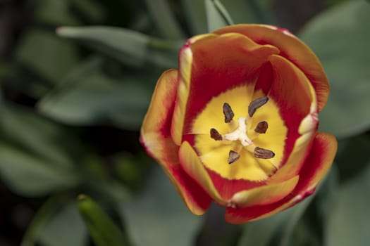 Widely open and totally bloomed red and yellow tulip flower showing the pistil and stamen under a spring lights 