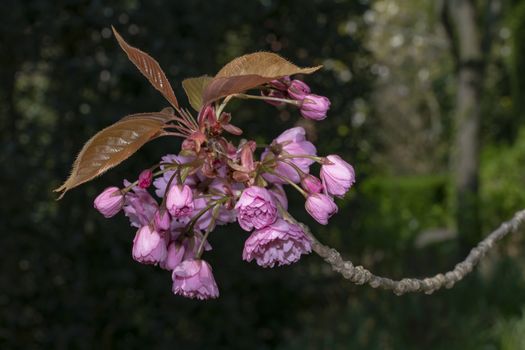 Young pink sakura blossom blooming at the end of a branch in the spring season