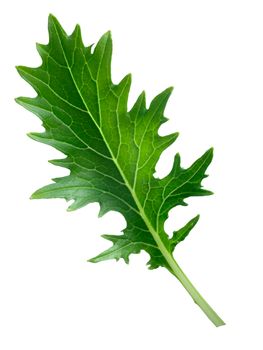 Mizuna (Japanese mustard) leafy green salad. Brassica rapa nipponsinica cultivated variety. Infinite DOF, clipping path, enhanced color