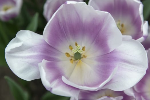 Down close up of purple and white tulips blossom flower in the tulip field