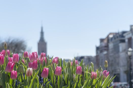 The Hague city spring view with the tulips plantation, city decoration, under a sunny spring day with copy space for message