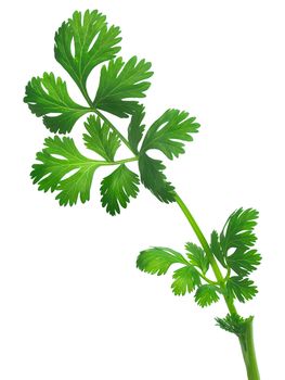 Coriander ( Coriandrum sativum) or cilantro, Chinese parsley, dhania fresh leaves. Clipping path, infinite depth of field, natural colors