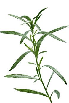 Fresh tarragon (Artemisia Dracunculus). Aromatic fine herb. Clipping path, infinite DOF, high detailed