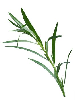 Fresh tarragon (Artemisia Dracunculus). Aromatic fine herb. Clipping path, infinite DOF, high detailed, natural color
