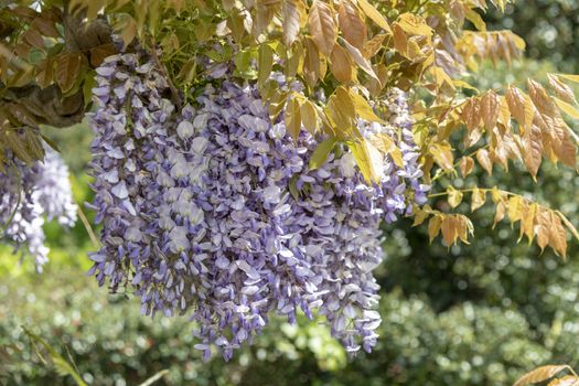 Purple Wisteria or glycine flowering plants in the legume family, Fabaceae (Leguminosae), that includes ten species of woody climbing bines that are native to China