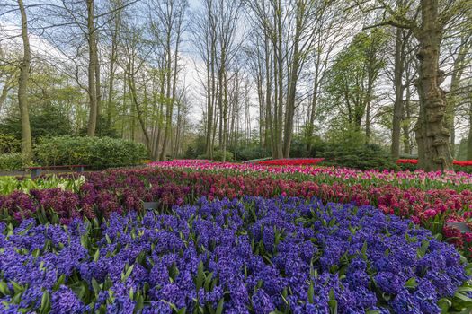 Blue hyacinth, pure red, pink white color tulips blossom blooming under a very well maintained garden in spring time