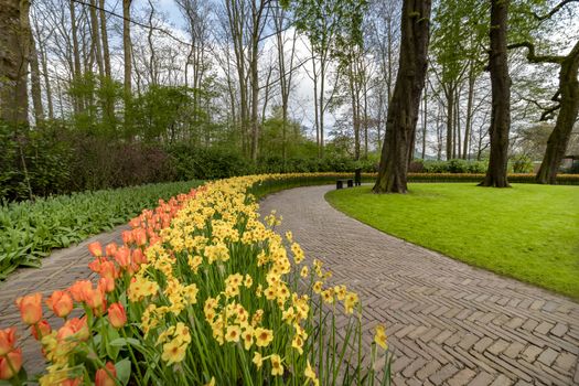 Yellow Daffodil and orange tulip blossom blooming under a very well maintained garden in spring time