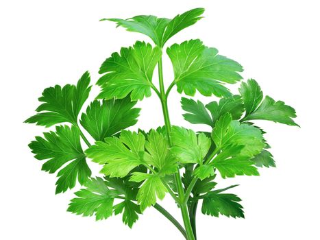 Flat-leaved parsley. Clipping path, infinite depth of field, enhanced colors