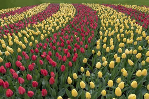 Duo color red and yellow tulips flowers blooming in curve shape on a well maintained green grassed garden in spring time