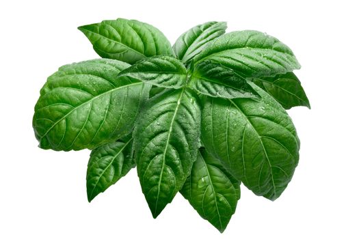 Fresh basil (basilicum ocimum) leaves, Toscano variety. Clipping path, infinite depth of field