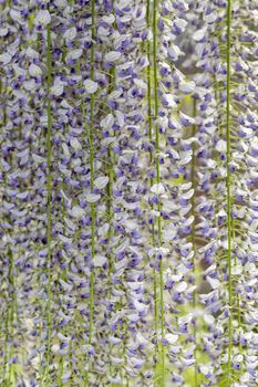 Group of Wisteria flowers forming a fence again a green wall