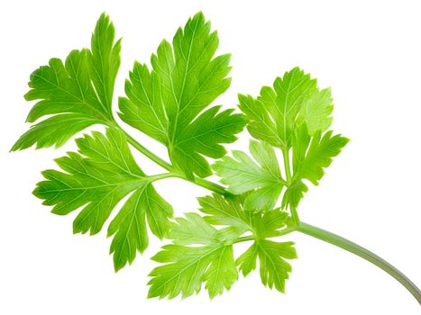 Flat-leaved parsley. Clipping path, infinite depth of field, natural colors, bright sunlight appearance