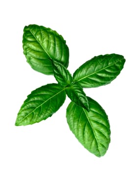 Fresh basil (basilicum ocimum) leaves, Toscano variety. Flat lay, top view, clipping path, infinite depth of field