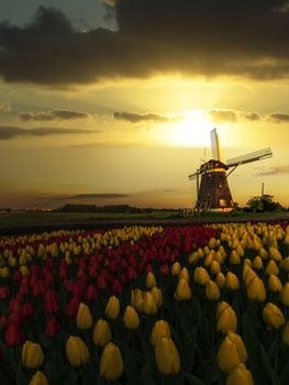 Dutch spring sunset on the windmills and the tulips farm with red and yellow tulips flowers blossoms 