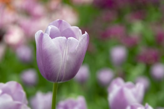 Close up of purple and white tulips blossom flower in the tulip field