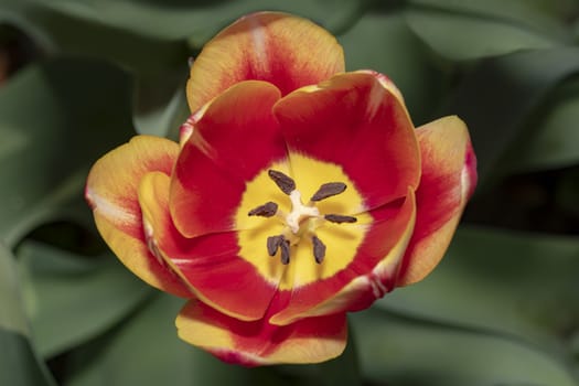 Widely open and totally bloomed red and yellow tulip flower showing the pistil and stamen under a spring lights 