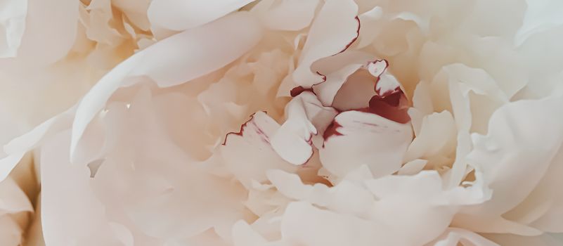 Beige peony flower as abstract floral background for holiday branding design