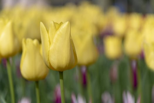 Close up of pure yellow tulips against a blurry yellow blossom flower field