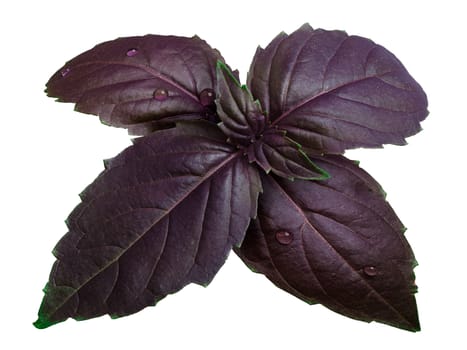 Fresh purple basil (basilicum ocimum) leaves covered with water drops. Clipping path, infinite depth of field