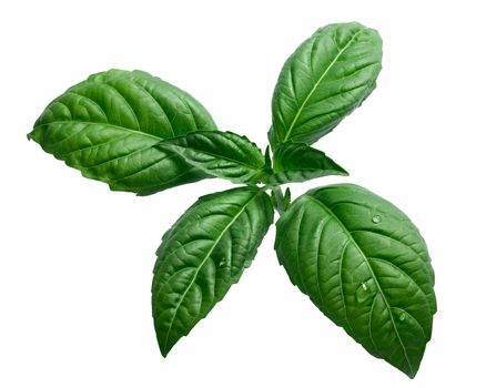 Fresh basil (basilicum ocimum) leaves, Toscano variety. Clipping path, infinite depth of field
