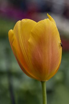 A black fly resting on a yellow orange tulip blossom against a green blurry background