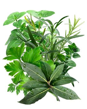 Mediterranean herbs, a combination of Parsley,Chervil, Tarragon, Lavender, Oregano, Rosemary, Basil, Laurel.  Clipping path, infinite depth of field