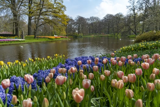 Blue hyacinth, pure red, pink white color tulips blossom blooming under a very well maintained garden in spring time