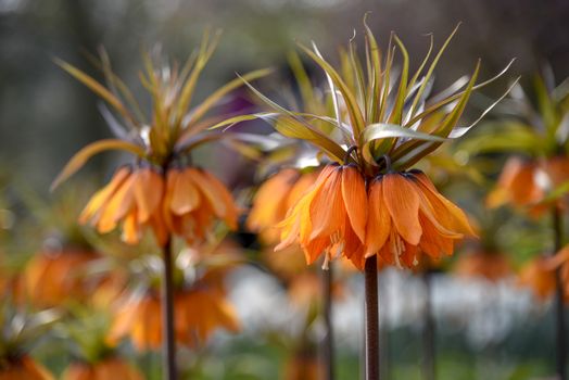 Orange Crown Imperial flowers against a blur flower background under a sunny day light