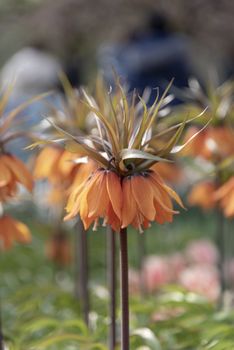 Vertical view of an orange Crown Imperial flowers against a blur flower background under a sunny day light