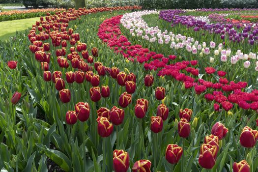 Pure red and pink white color tulips blossom blooming under a very well maintained garden in spring time