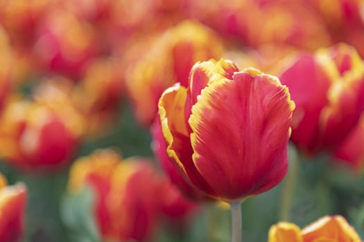 Close up of red and yellow tulips blossom flower field