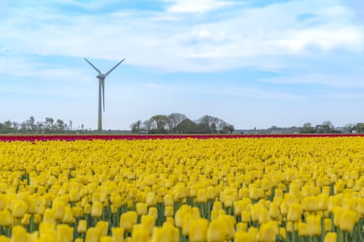 Dutch rural landscape with yellow and red tulips bulb farm field and wind turbine in the background