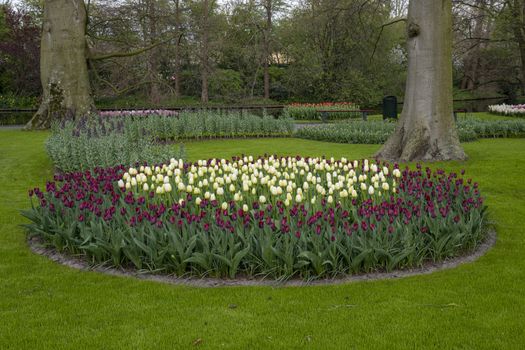 Circular bouquet shape of tulips blossom growing under a bright spring sun light in a well maintained garden