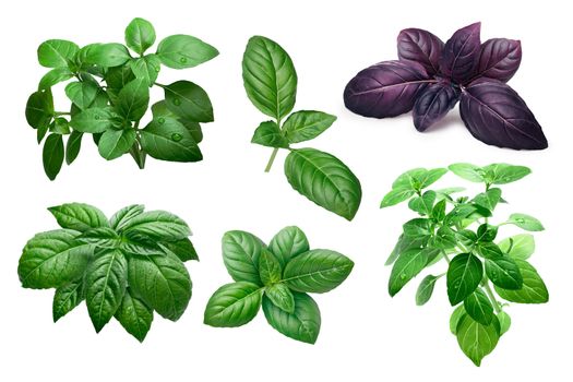 Fresh basil (basilicum ocimum) leaves and shrubs, different varieties. Clipping paths, infinite depth of field