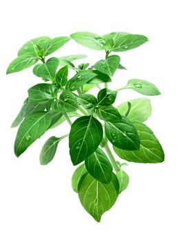 Lemon basil isolated on white. Infinite DOF, clipping path