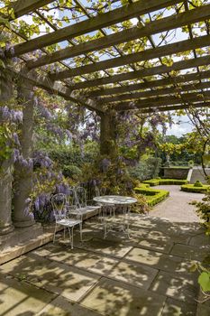 Peaceful garden covered by the wisteria purple color flower with steal table and chair under the hash sun light shadows in spring