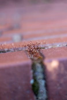 Moss among the bricks of the building.