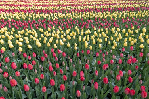 Yellow and red color tulip stripes blossom growing in a well maintained garden in Netherlands 
