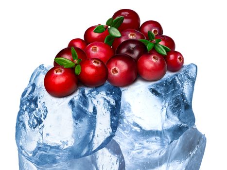 Heap of wild cranberries freezing on rough crushed ice. Clipping paths, large depth of field 